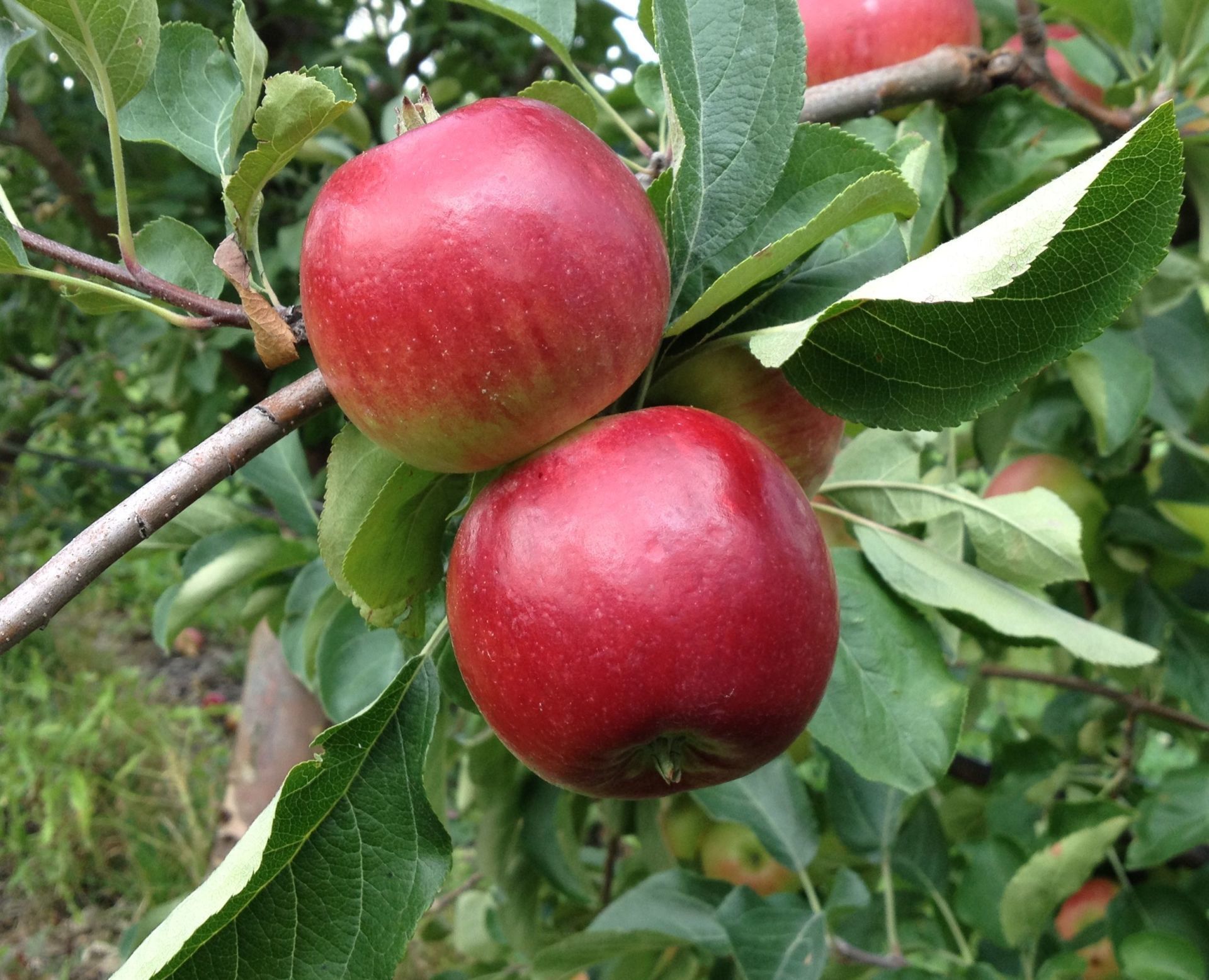 Red Freeapple variety
