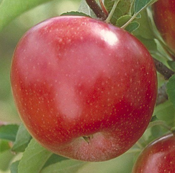 Regent Apple Variety