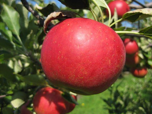 Sansa apple variety