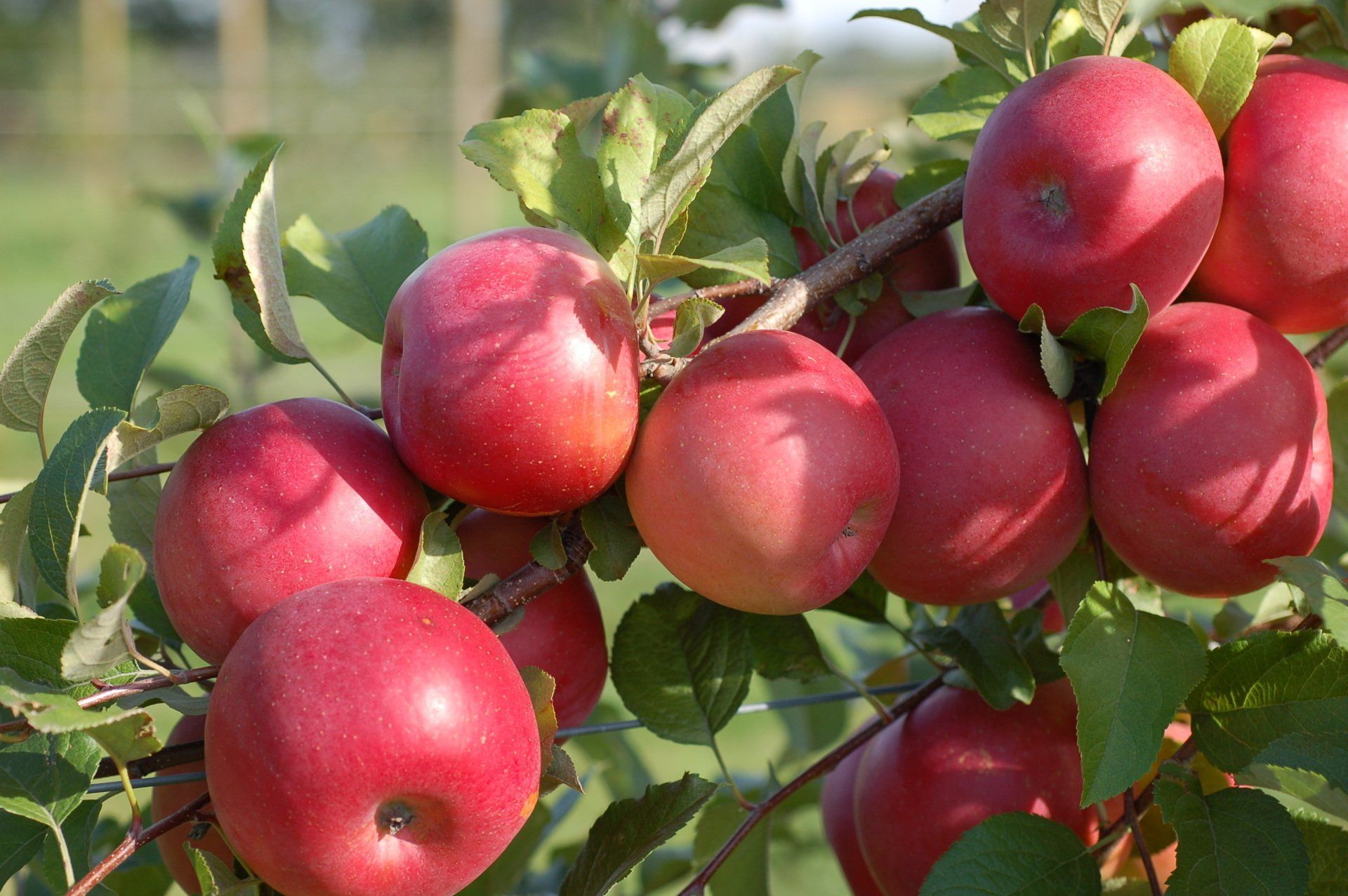 September Wonder Fuji Apple Variety