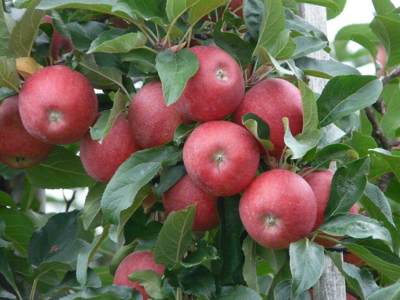 A bunch of red apples hanging from a tree