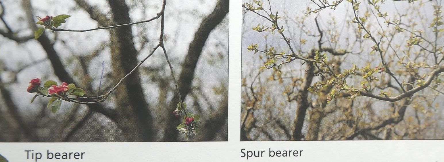 tip bearing and spur bearing apple trees