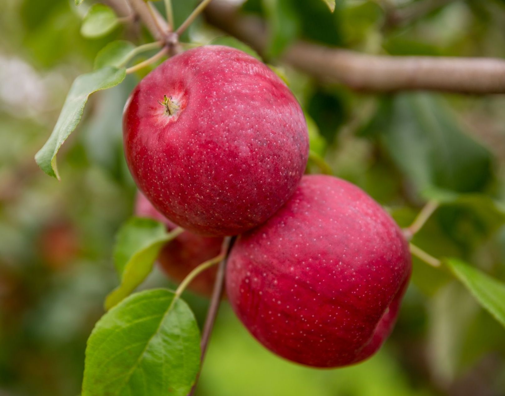Triumph Apple Variety