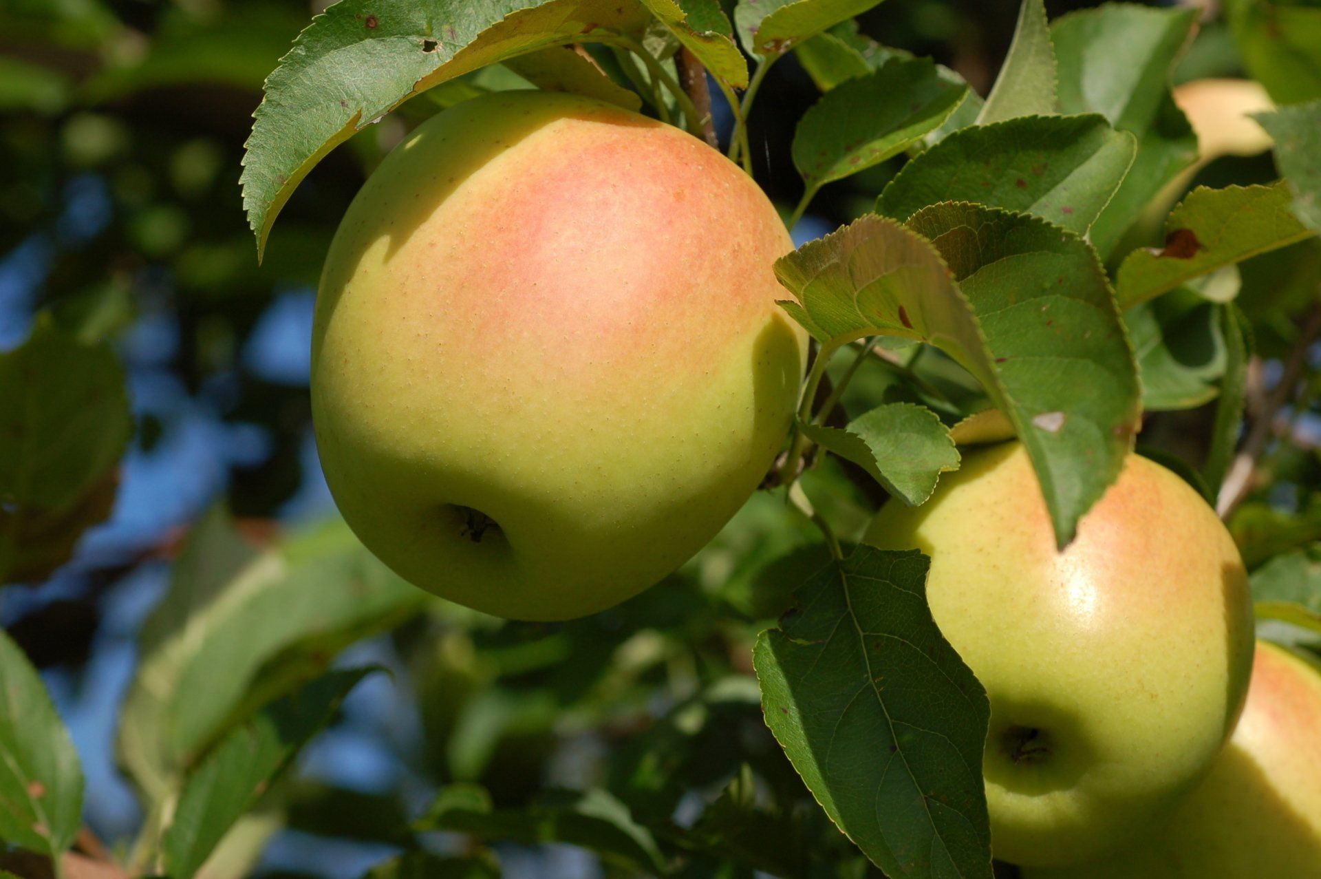 Ultra Gold Apple Variety