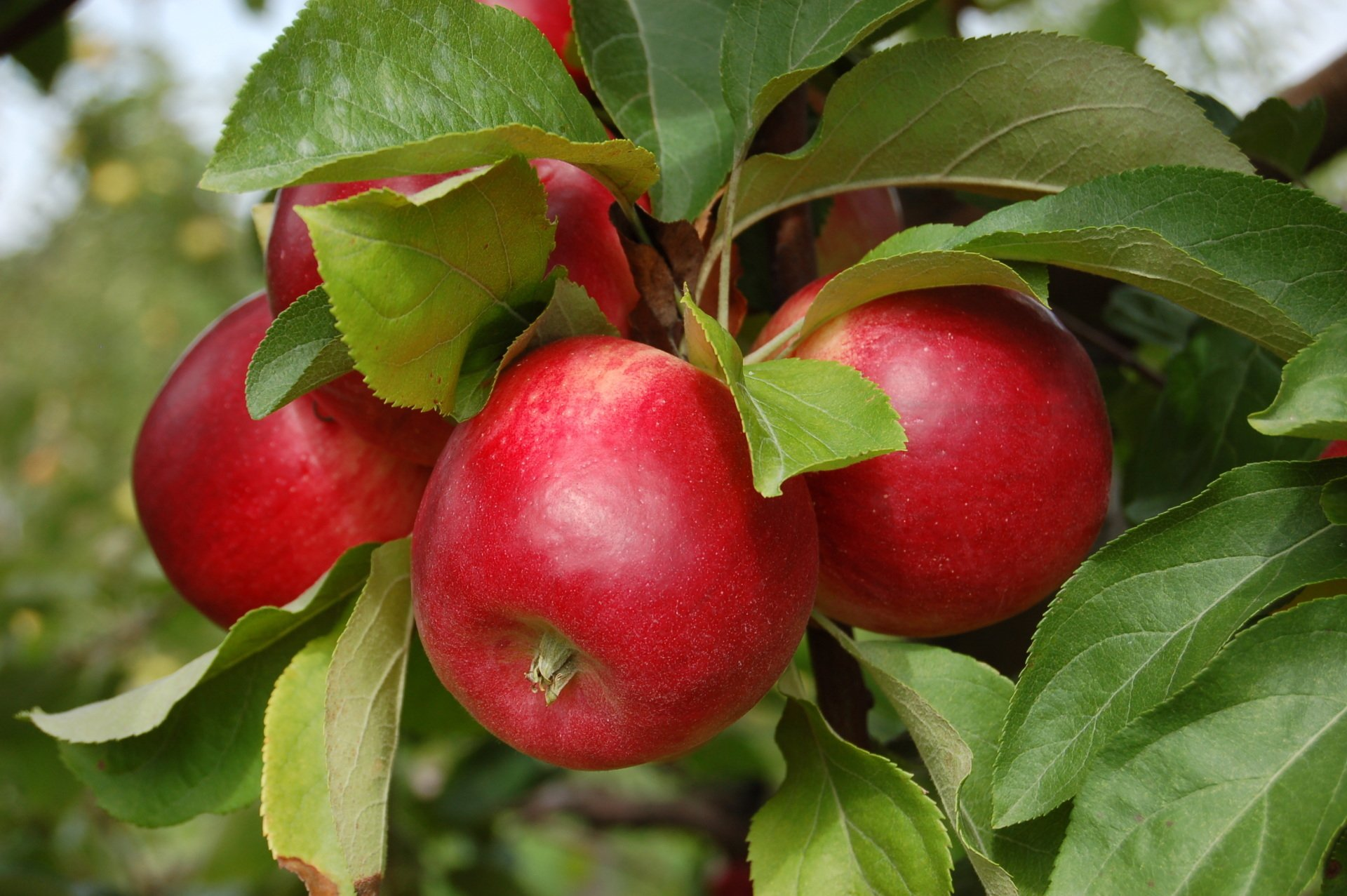Zestar apple variety
