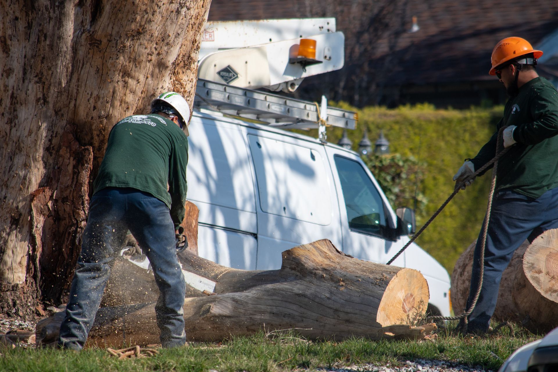 Worker cutting down tree in Decatur AL