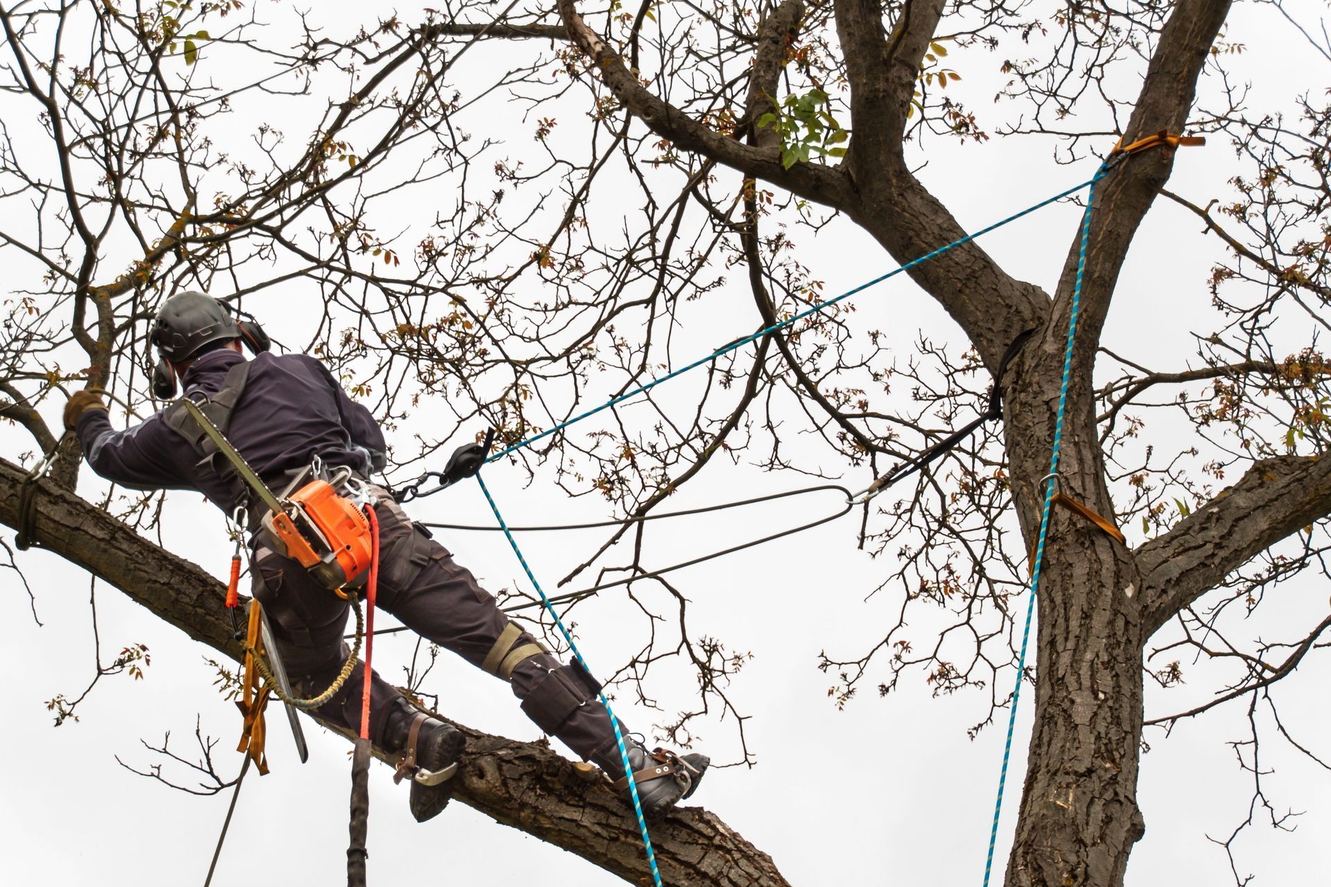 Climber in a Tree pruning a tree