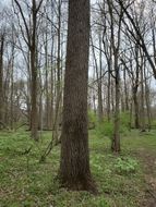 Standing timber