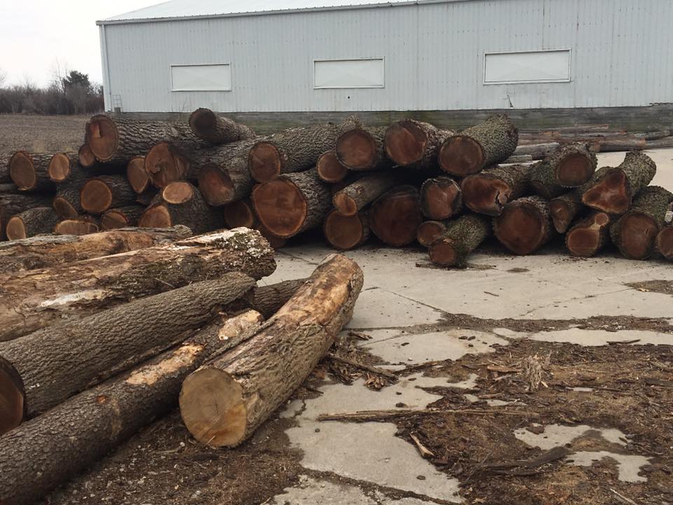 pile of logs at sawmill