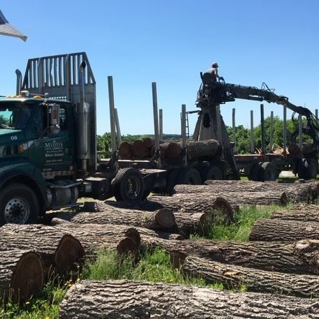 tree trunk logs being loaded onto transport vehicle