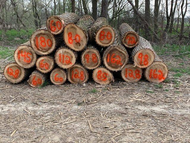 stacked numerically tagged  tree trunks