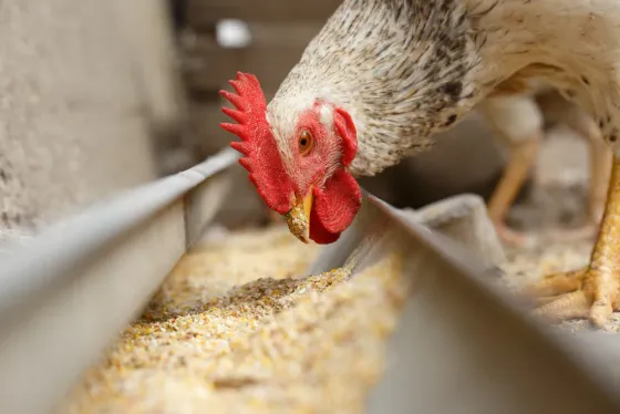 Un pollo blanco con cresta roja picotea el alimento en un comedero de metal.