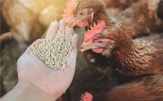 Alimentando a mano con alimento para pollos a varias gallinas marrones.