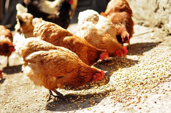 Pollos picoteando el alimento sobre una superficie de hormigón, varias plumas marrones y blancas, entorno al aire libre.