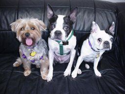 Equipment Company — Ginger, Paddie & Andie in San Leandro, CA