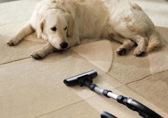 Dog And Vacuum Cleaner - Carpet Cleaning Services Seaside in Warrenton, OR