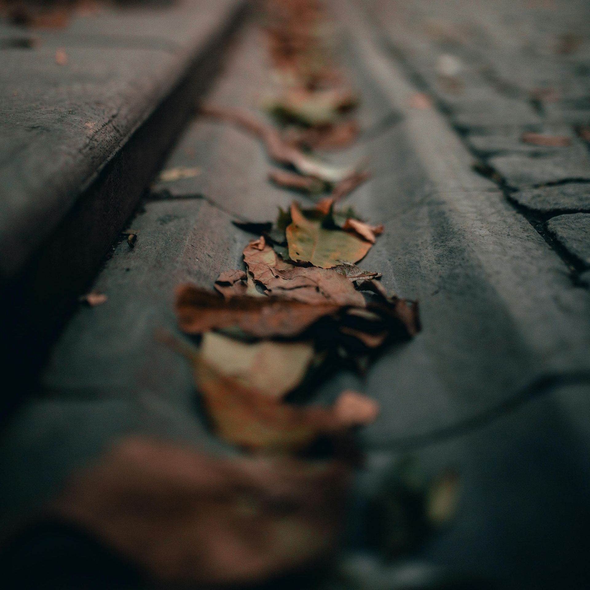 A row of leaves laying in a gutter