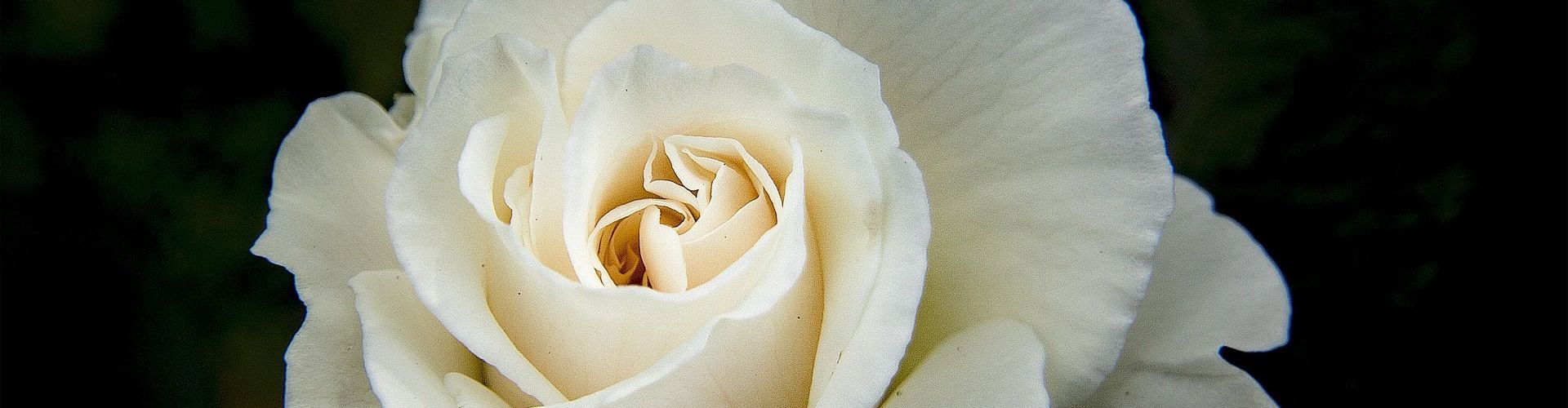 a close up of a white rose with a black background