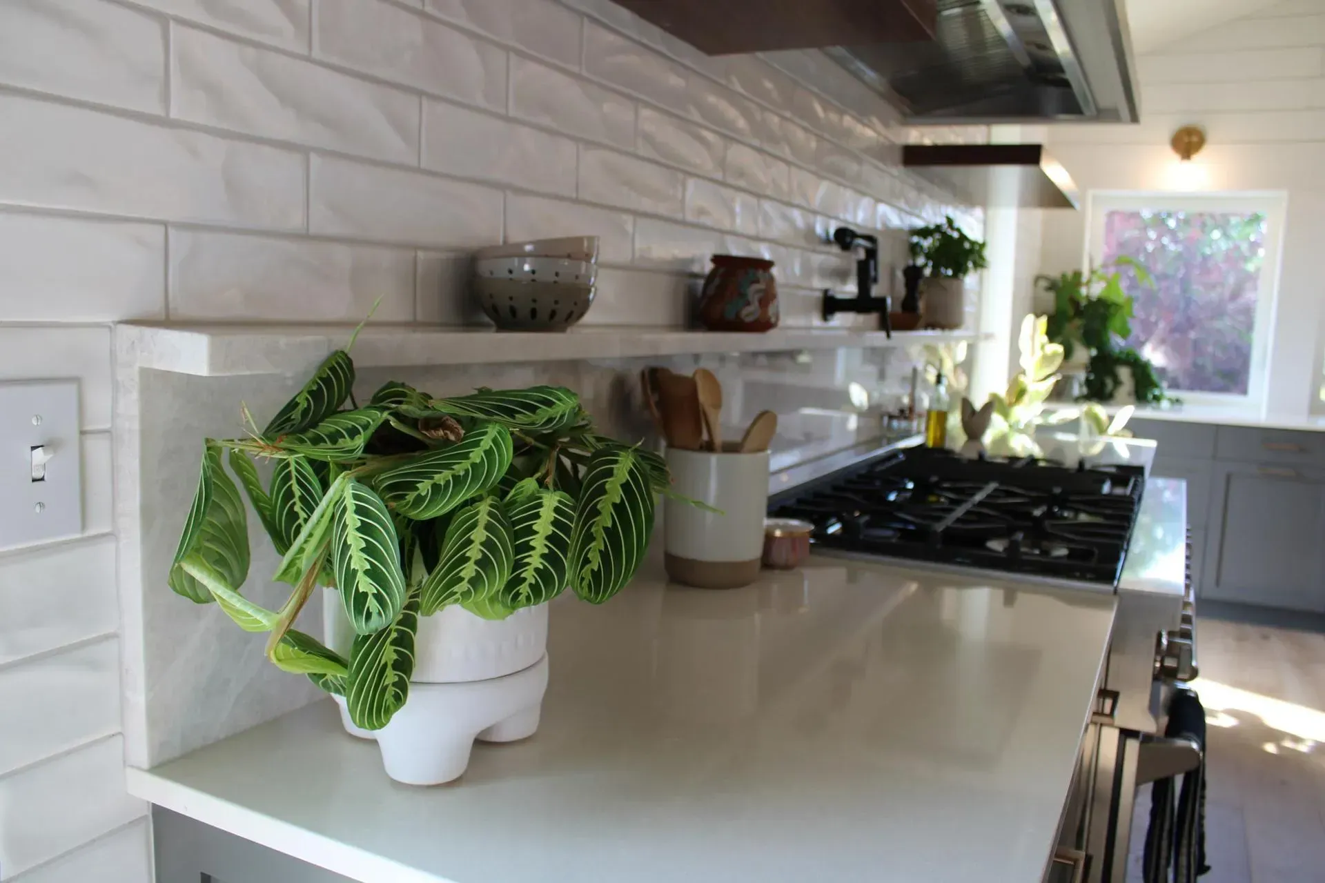 A potted plant is sitting on a counter in a kitchen.