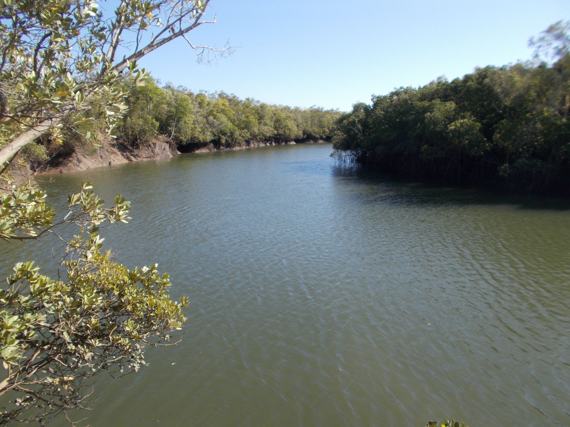 A large body of water surrounded by trees on a sunny day