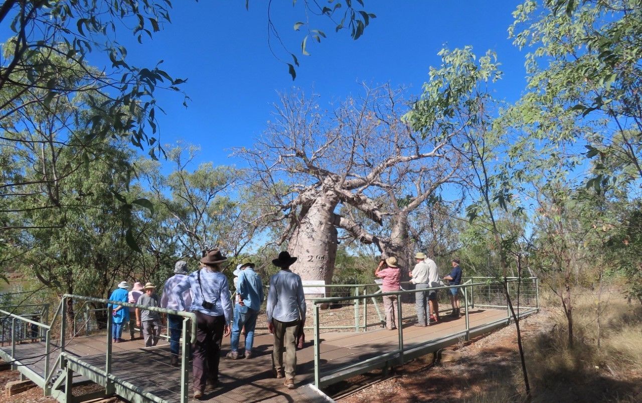 A group of people are standing on a bridge looking at a tree.