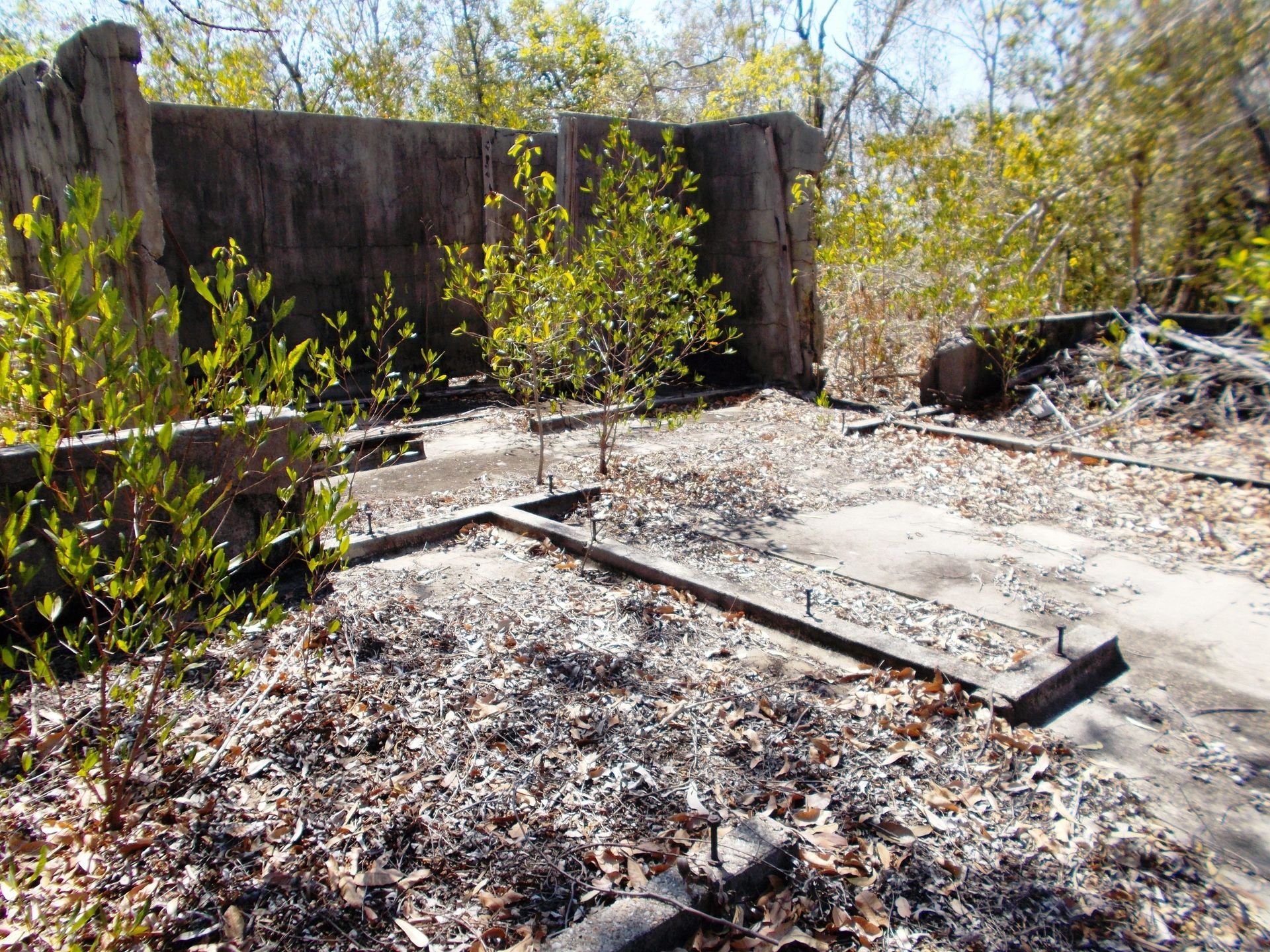 A concrete area with a few trees in the background