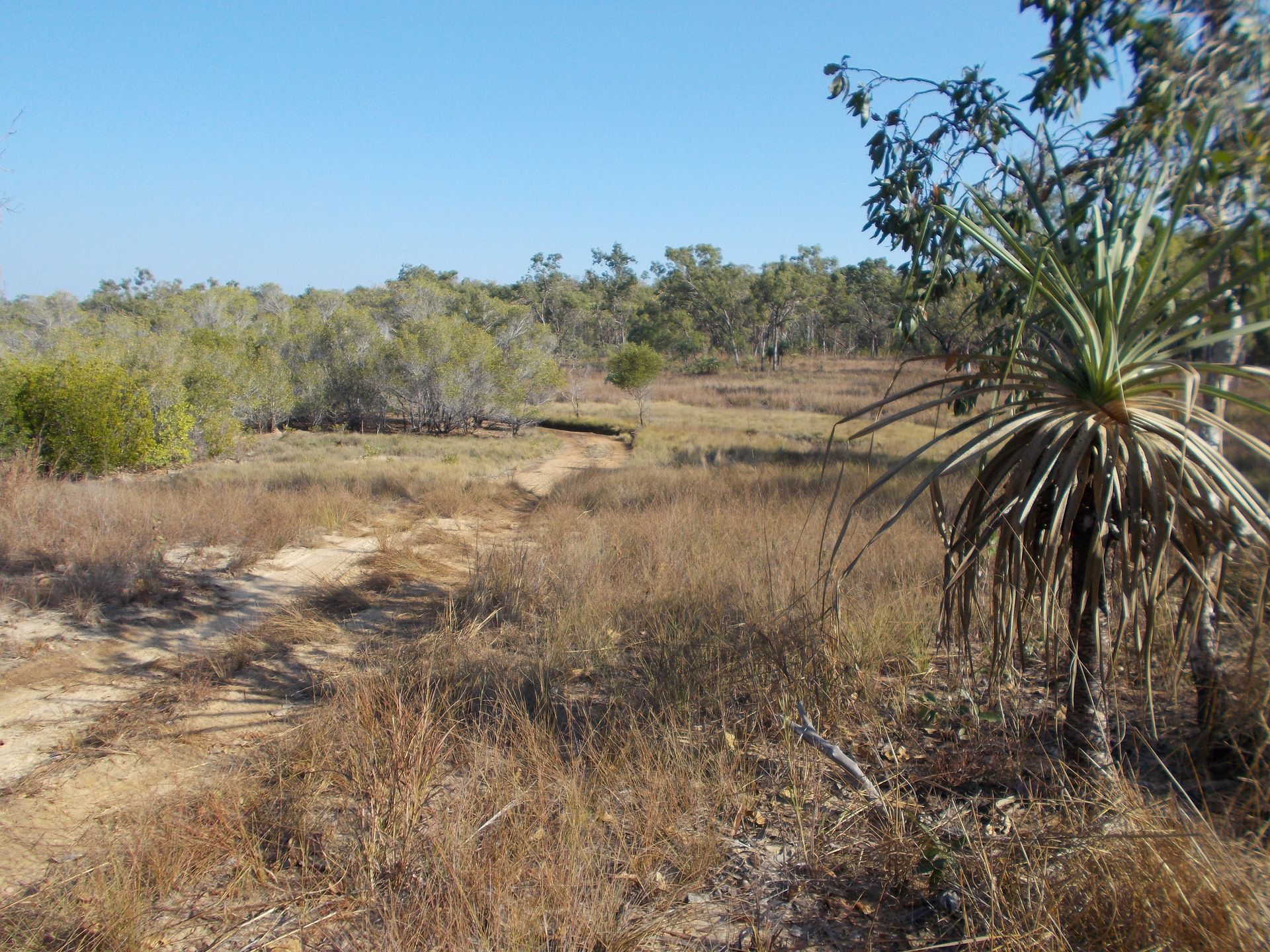 A dry grass field with a palm tree in the foreground