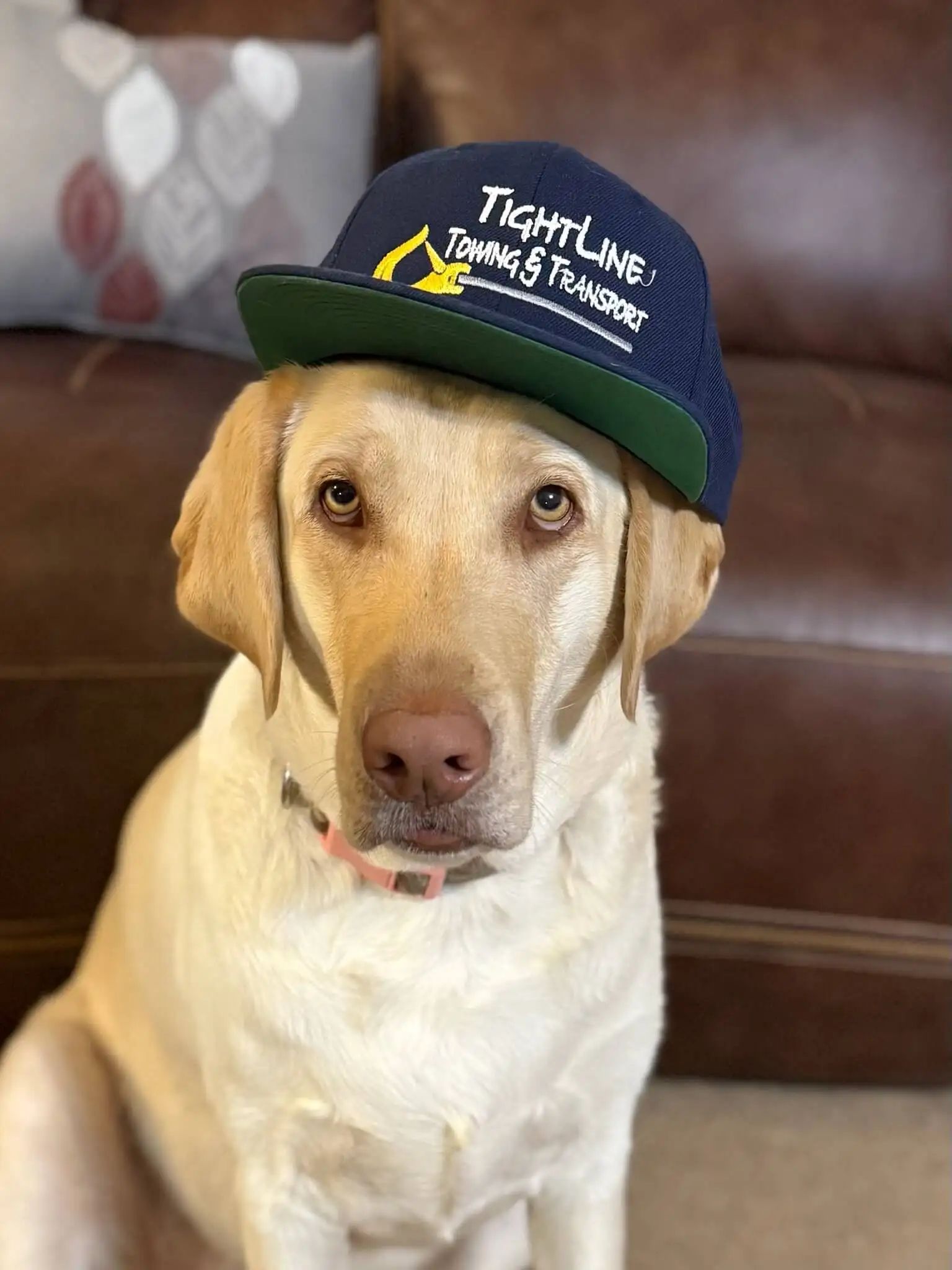 Yellow Labrador wearing a navy blue hat with green brim, sitting in front of a brown couch.