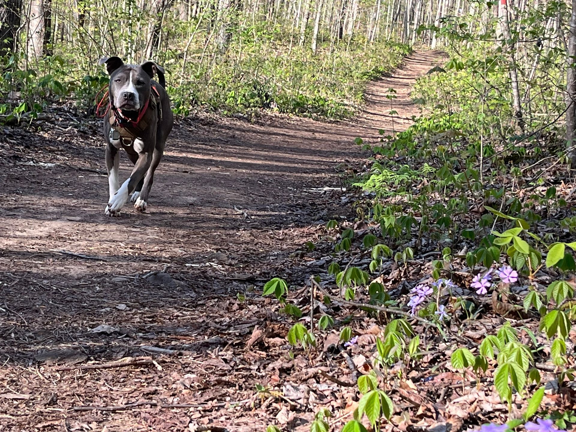 Daisy and Flower Trail