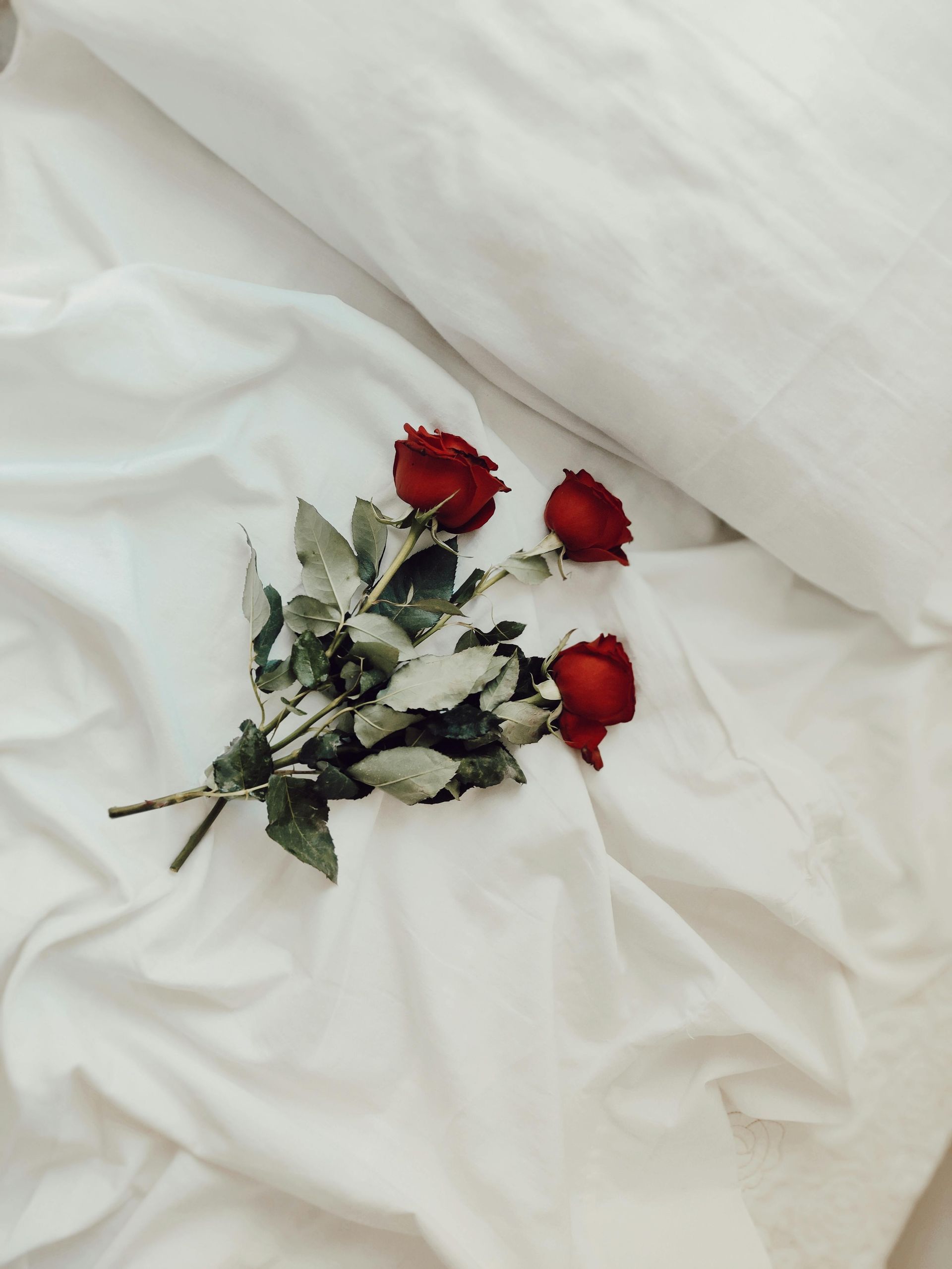 Red roses on wrinkled white bedsheets.