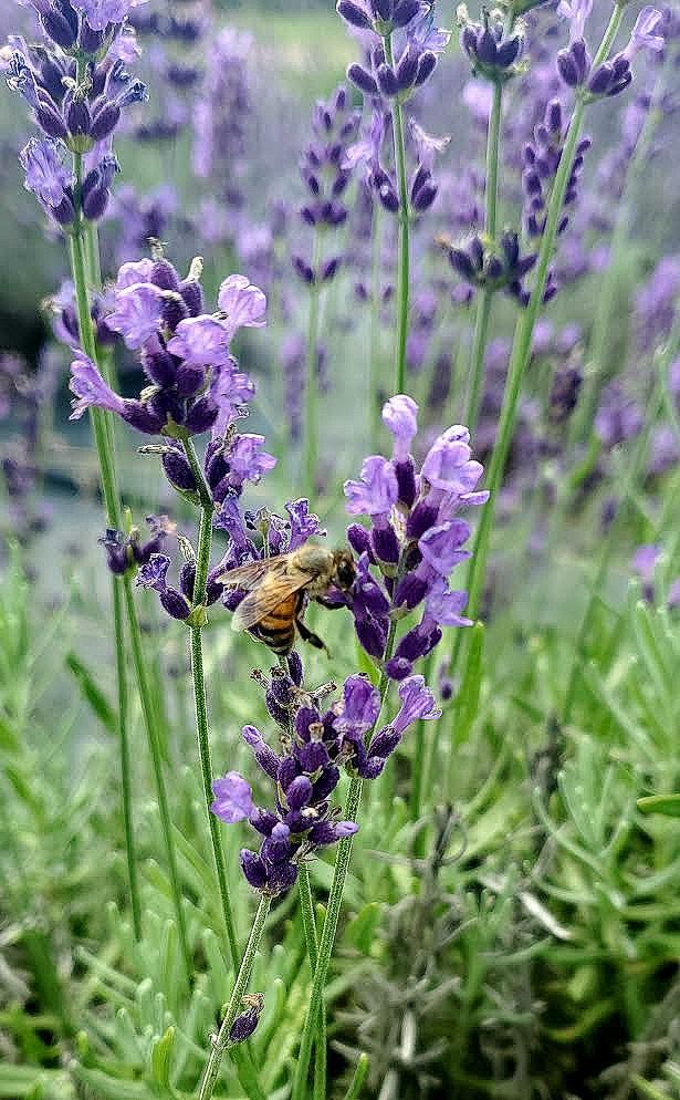 McCoy's Florida Honey  Buzzing Bee