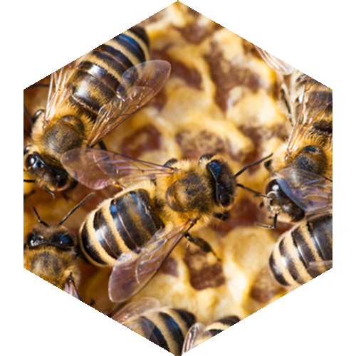 McCoy's Florida Honey swarm of bees
