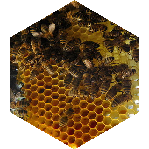 McCoy's Florida Honey Bee hive