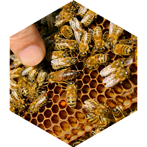 McCoy's Florida Honey Someone sticking there finger in a beehive like an idiot