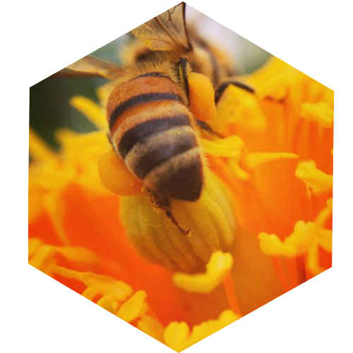 McCoy's Florida Honey Bee pollinating