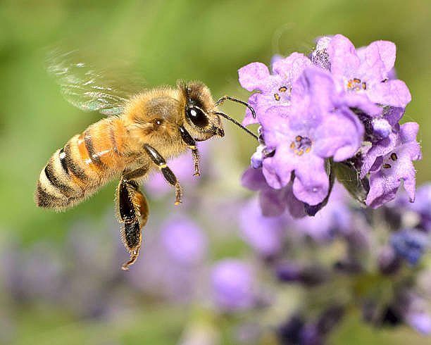 McCoy's Florida Honey Bee and flowers