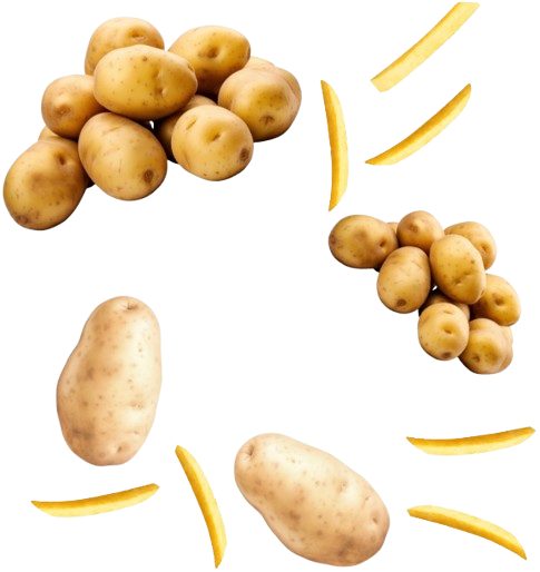 Pommes de terre et frites de pommes de terre sur fond blanc.