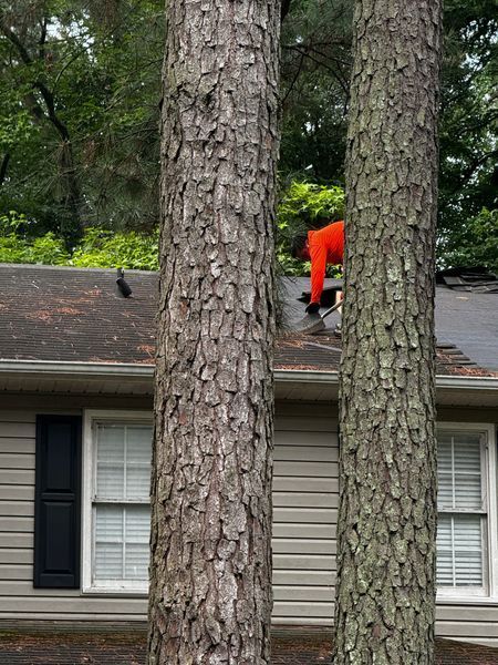 Person in orange working on a roof between two tall trees