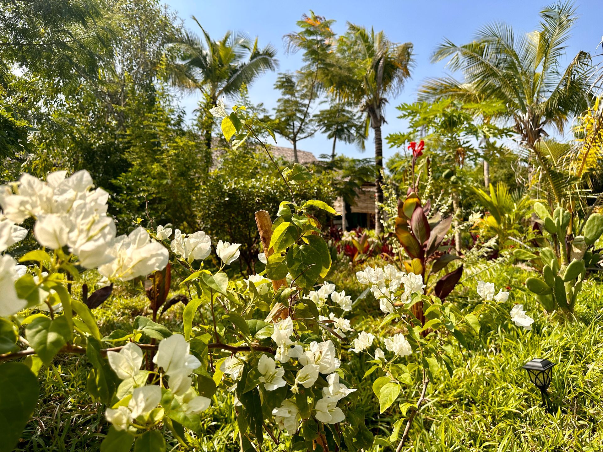White flowers in bloom, lush green foliage, palm trees under a blue sky.