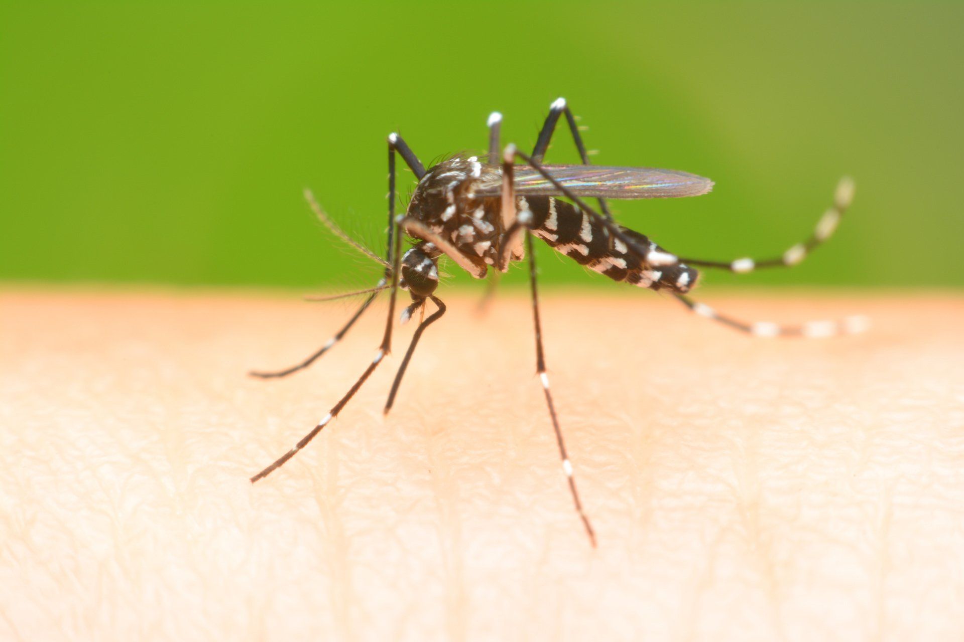 Residential mosquito control