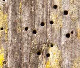 Termite damage