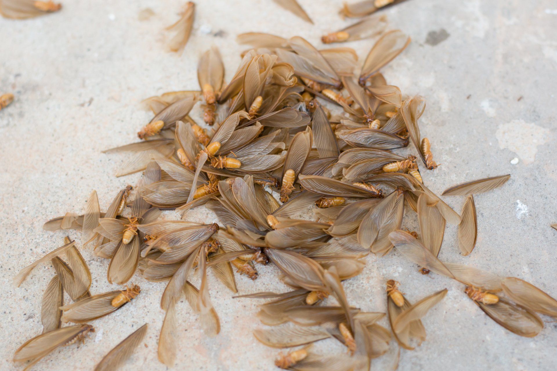 Termite pest control