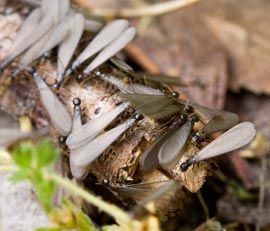 Termite swarm