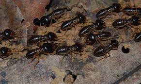 Termite inspection