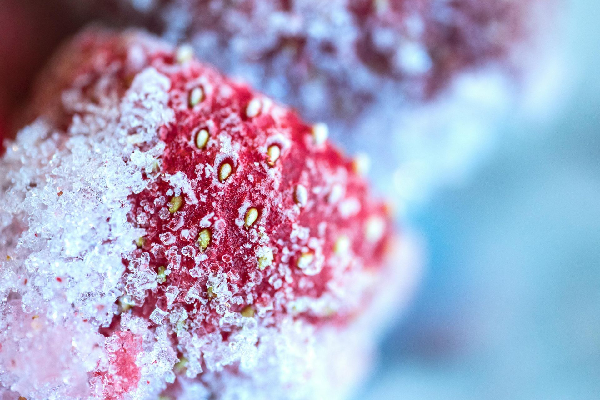 Close-up of a red berry covered in frost, with a snowy blue background