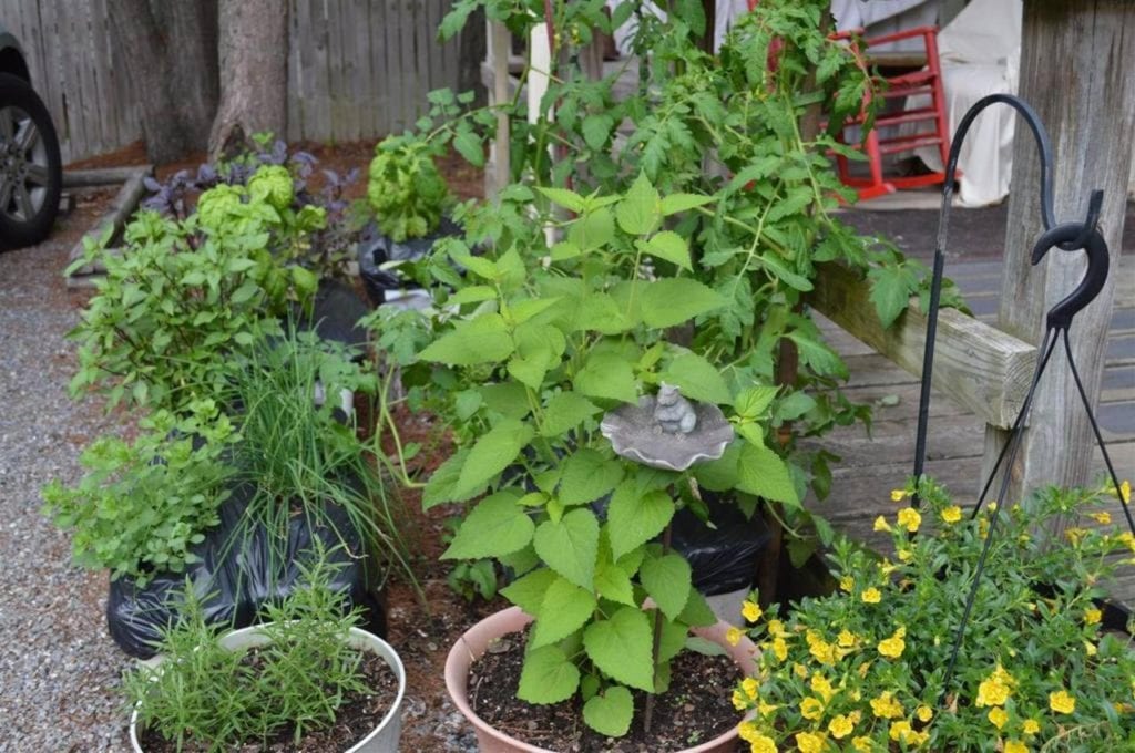 A collection of potted herbs and vegetables in a small outdoor garden, including rosemary, chives, and tomatoes.