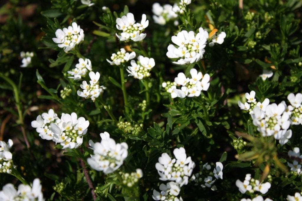 White candytuft flowers in full bloom with dark green foliage.