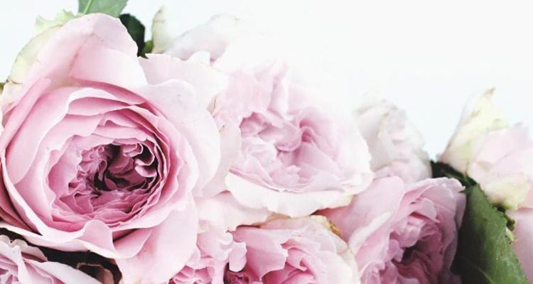 Close-up of soft pink roses, clustered with green leaves against a white background.