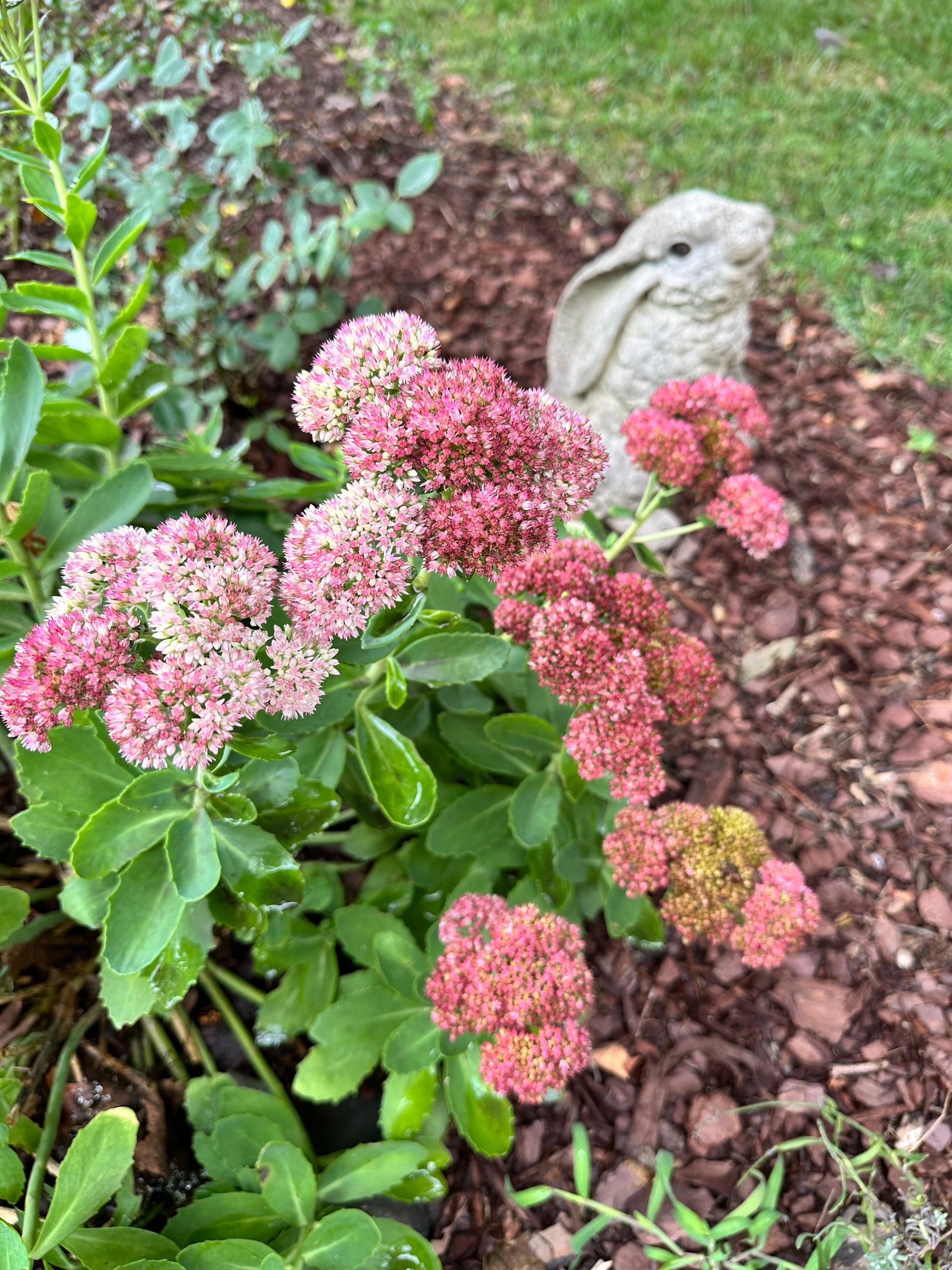 A white cherub statue in a garden, with flowers and green foliage. The angel is leaning down, looking thoughtful.