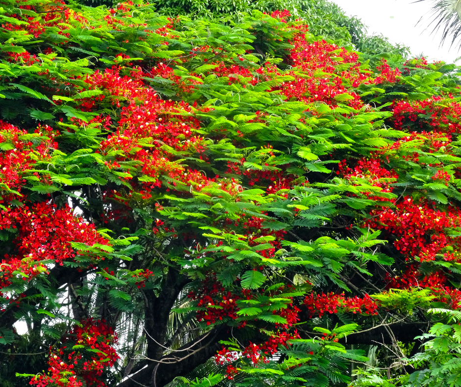 GDE Tree Services - best shade trees for Brisbane Backyards